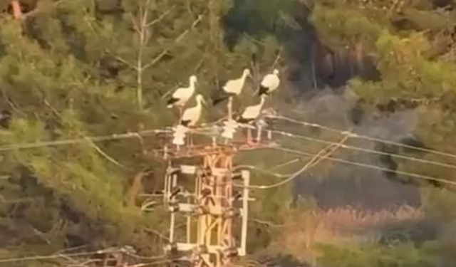 Leyleklerin elektrik direğinde akıma kapılıp öldüğü anlar kamerada