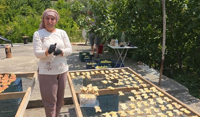 Mersin'de incir hasadı başladı; kilosu 150 lira