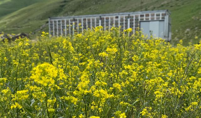 TIR dorsesini 'mobil bal üretim' tesisine dönüştürdü / Ek fotoğraflar