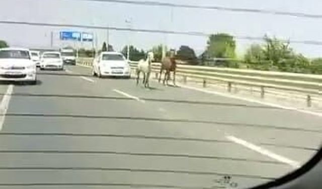 Yola çıkan başıboş atlar sürücülere zor anlar yaşattı