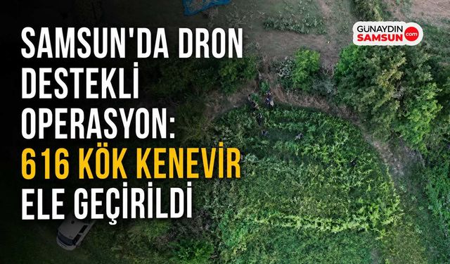Samsun’da 616 Kök Kenevir Ele Geçirildi: 1 Tutuklama