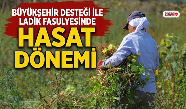 Alım Garantili Ladik Fasulyesinde Hasat Mesaisi Başladı
