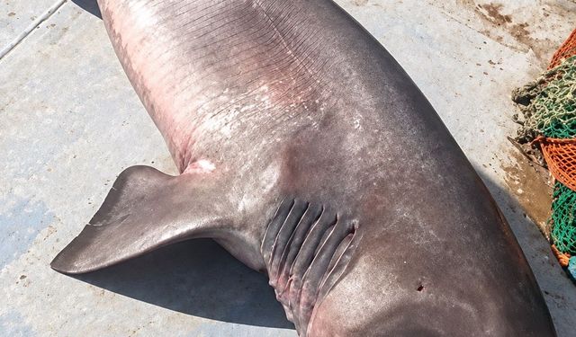 Ağına 350 kiloluk 'boz camgöz' türü köpek balığı takıldı