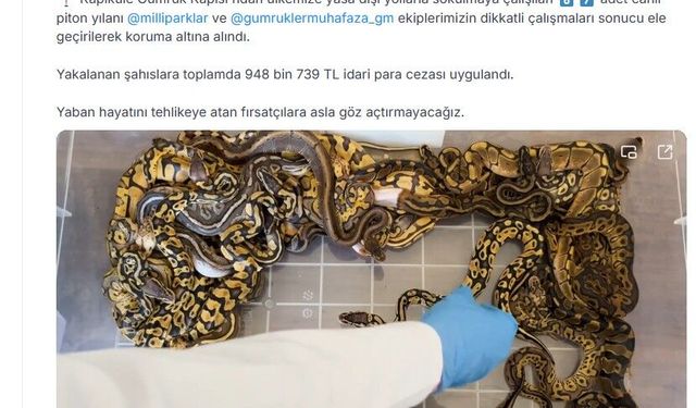 Kapıkule Gümrük Kapısı'nda 67 piton yılanı ele geçirildi