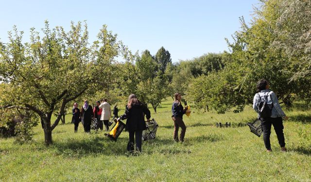 Van'da kadınların hasadını yaptığı elmalar sirkeye dönüştürülecek