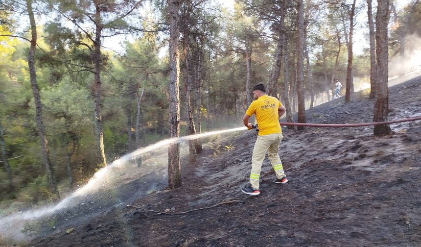 Sinop'ta Ormanda Çıkan Yangın Söndürüldü