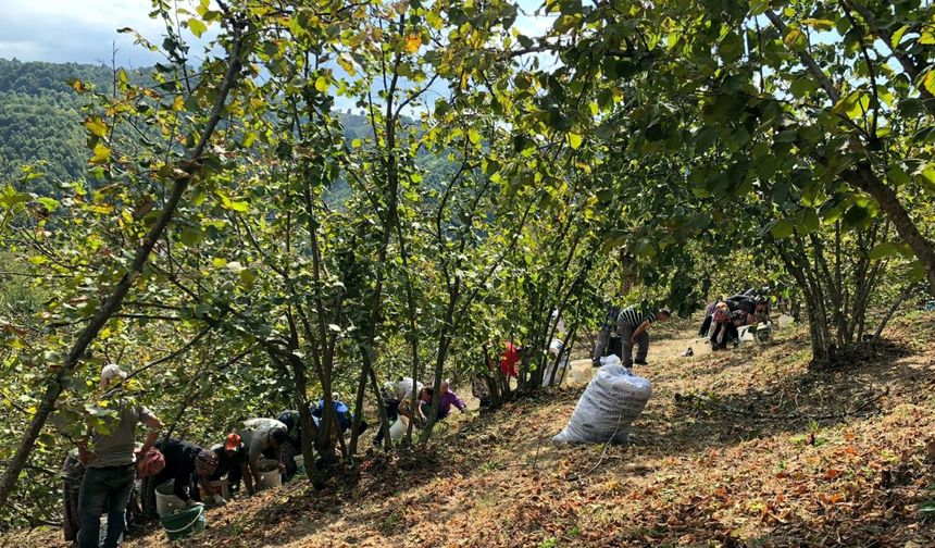 Fındık Üreticisinden Maliyeti Düşürmek İçin İmece Usulü Hasat