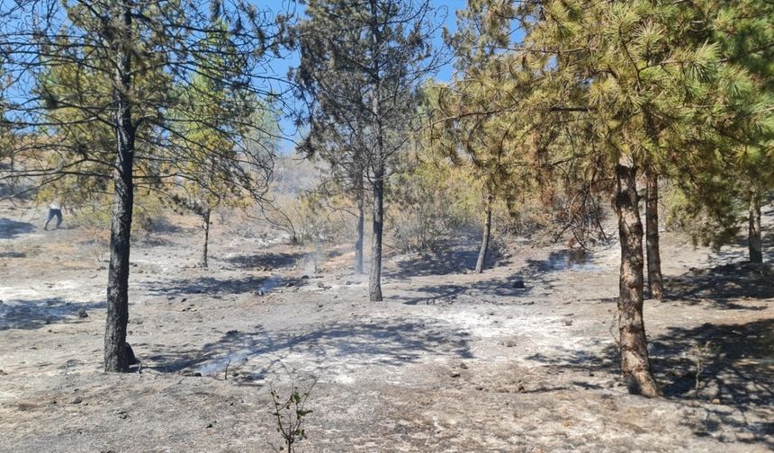 Tokat'ta Orman Yangını 1 Saatte Kontrol Altına Alındı