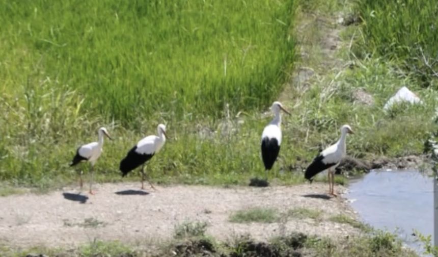 Sinop'ta Tedavisi Tamamlanan Leylek Yavruları Doğaya Salındı