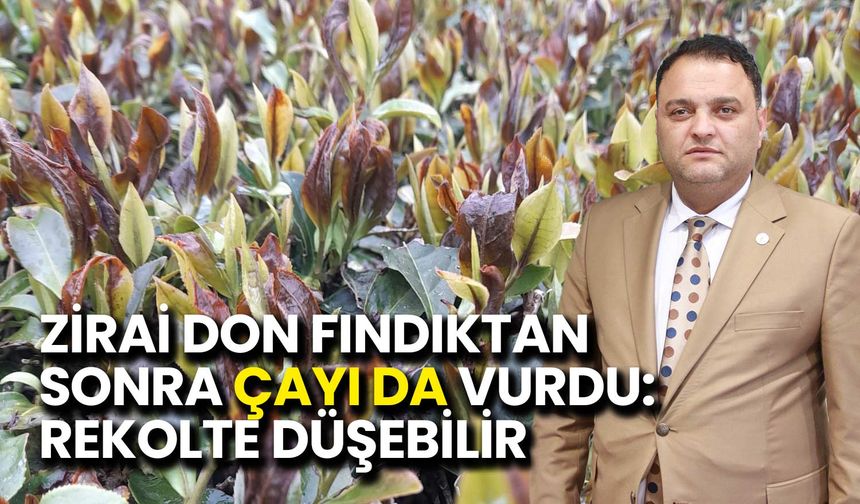 Zirai Don Fındıktan Sonra Çayı da Vurdu: Rekolte Düşebilir
