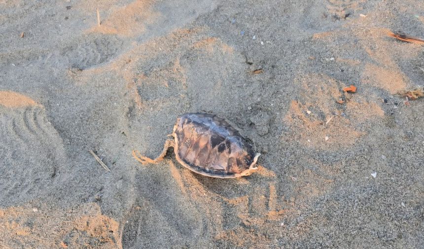 Hatay'da 2 yeşil deniz kaplumbağası, ölü olarak sahile vurdu