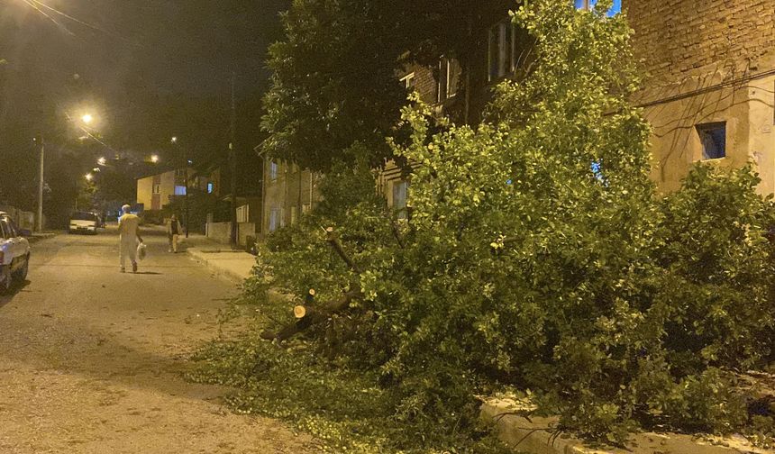 Karabük’te fırtınada ağaçlar devrildi