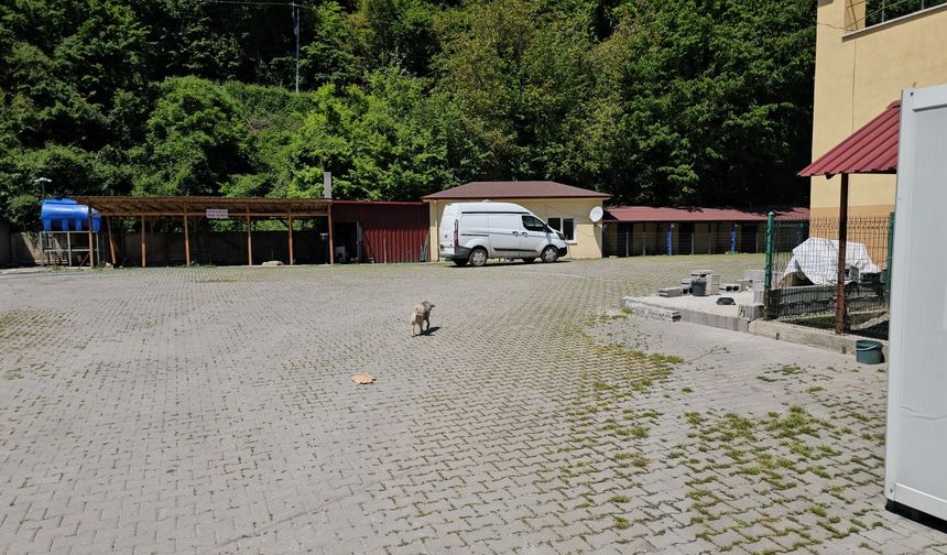 Köpek, saldırgan olduğu gerekçesiyle uyutuldu, hayvanseverler tepki gösterdi