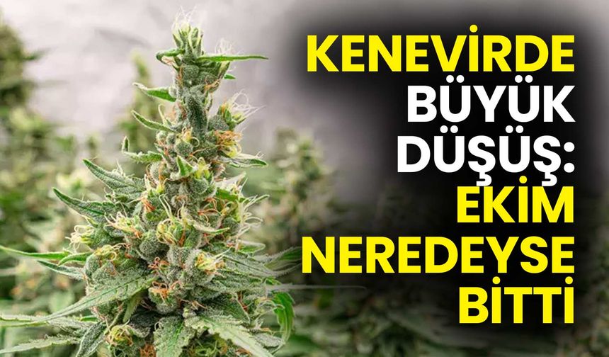Kenevirde Büyük Düşüş: Ekim Neredeyse Bitti