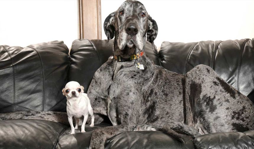 Dünyanın En Büyük ve En Küçük Köpeği Buluştu!