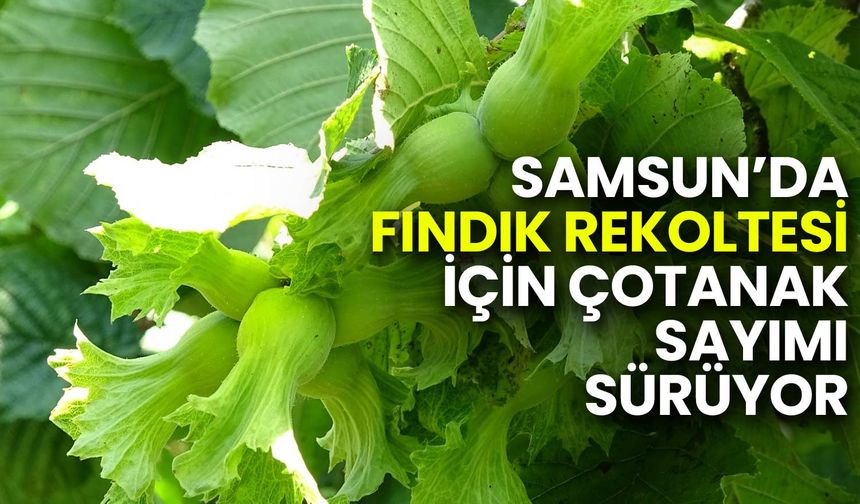 Samsun’da Fındık Rekoltesi İçin Çotanak Sayımı Sürüyor