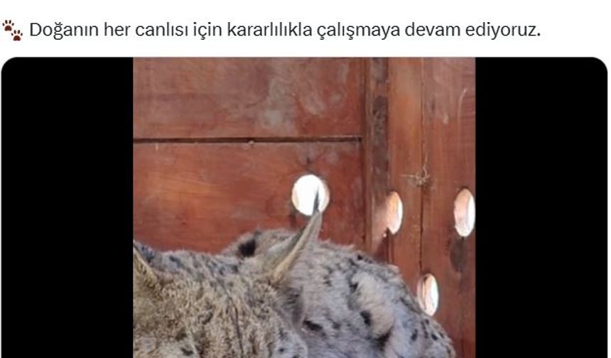 Su kanalına düşen vaşak kurtarılıp, bakıma alındı