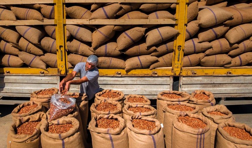 Fındık İhracatı Yüzde 53 Düştü, Fiyat 400 TL’yi Görebilir