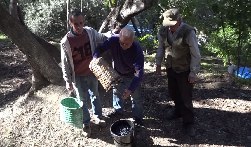 Artvin'in ödüllü ‘Butko' zeytininde hasat sürüyor