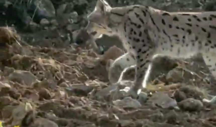 Hakkari'de nesli tehlike altındaki vaşak görüntülendi