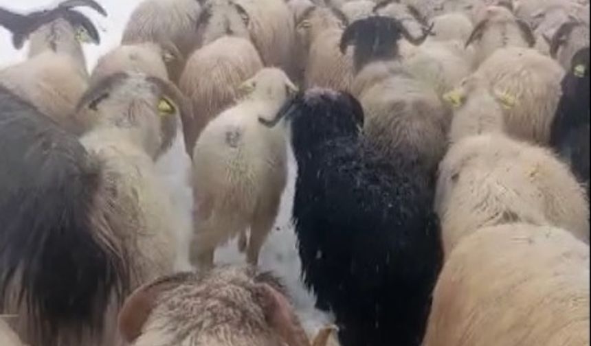 Ordu'da yoğun kar, çobanlara ve sürüye zor anlar yaşattı