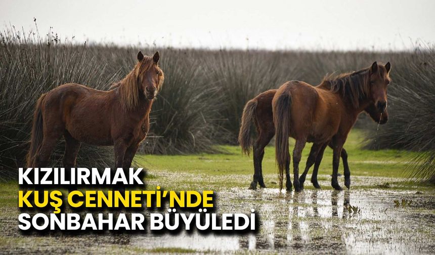 Kızılırmak Kuş Cenneti’nde Sonbahar Büyüledi