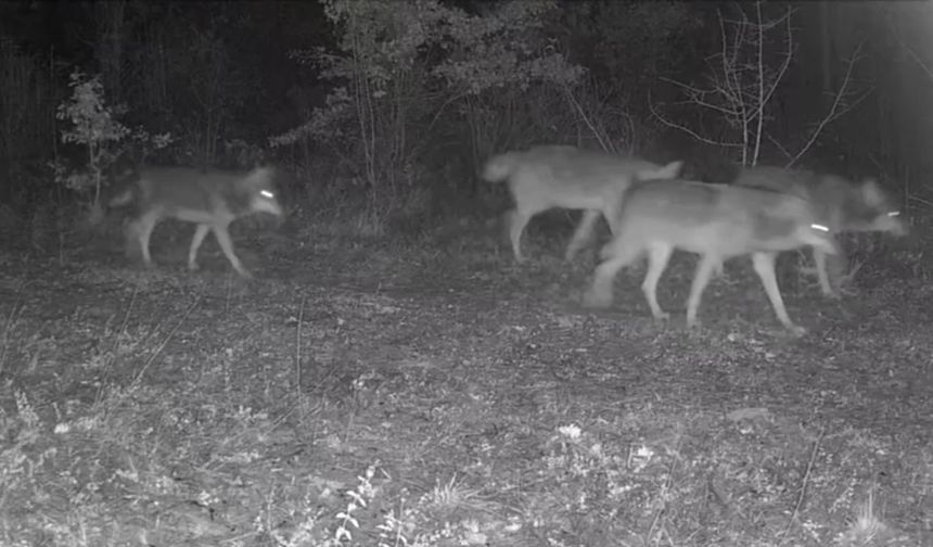 Karabük’te yaban hayatı fotokapana yansıdı