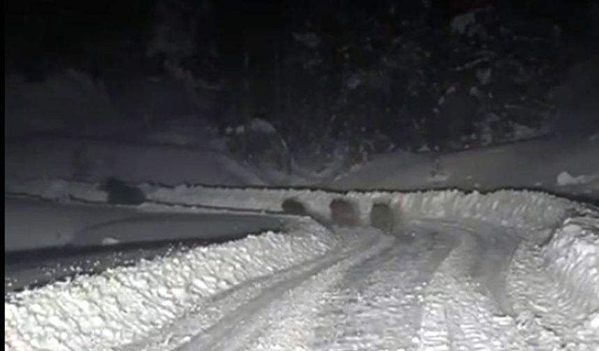 Kardan kapanan yolda çalışma yapan ekipler, 4 ayıyla karşılaştı