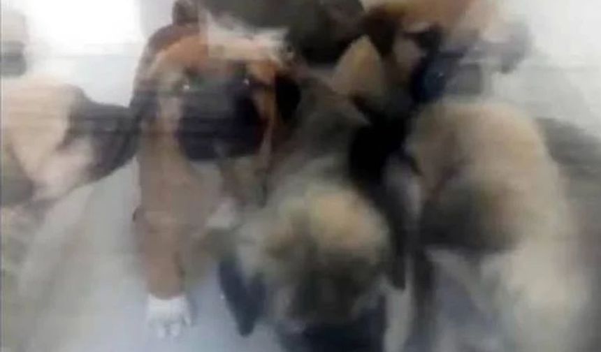 Doktora 'Köpekleri öldürmek'ten verilen hüküm, istinaf incelemesinde kaldırıldı