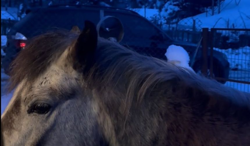 Karla kaplı yaylada aç kalan yılkı atları evlerin bahçelerine girdi