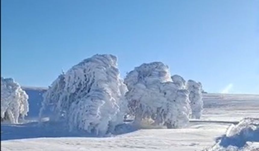 Karla kaplı yaylada ağaçlar buz tuttu