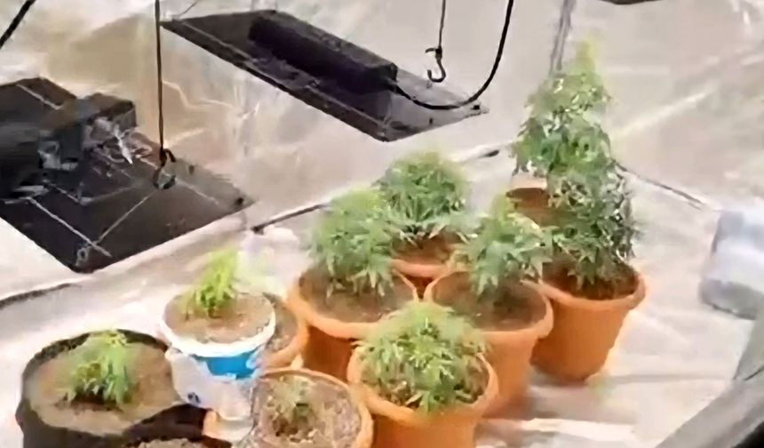Kurdukları serada Hint keneviri yetiştiren 2 şüpheli gözaltına alındı