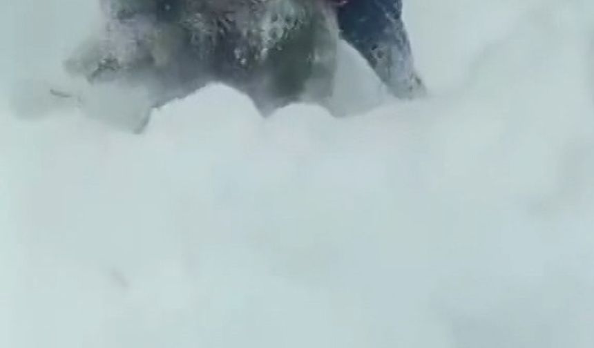 Sinop'ta yavru domuzu elleriyle yakalayan kişinin cezası iptal edildi