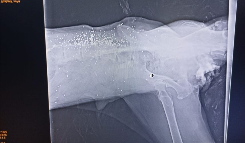 Yolda yatarken otomobilin ezdiği köpeğin, daha önce tüfekle de vurulduğu ortaya çıktı