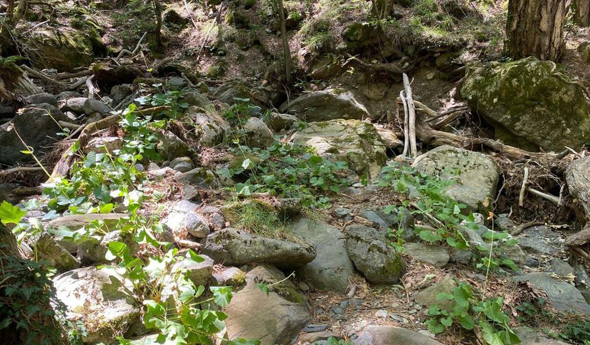 Kaz Dağları'nda yeni bir böcek türü keşfedildi