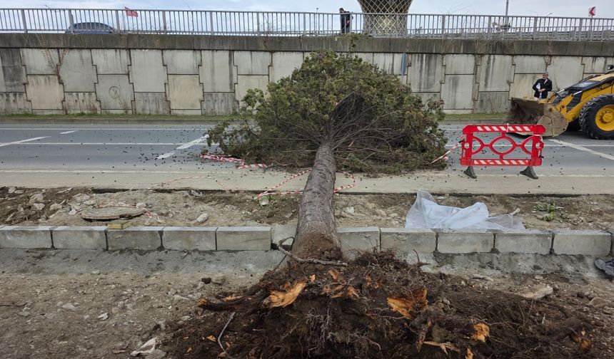 Rize'de fırtına; yol kenarındaki ağaçlar devrildi