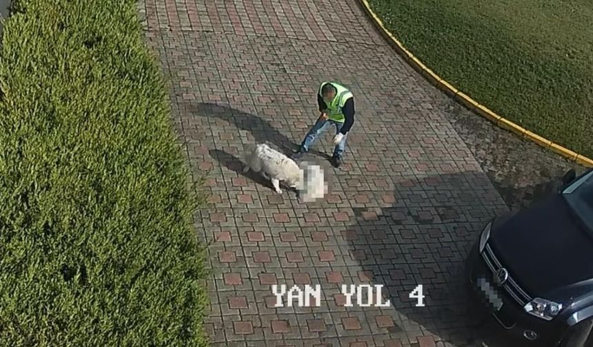 Sakarya Valiliği'nden 'köpek' ölümüne ilişkin açıklama