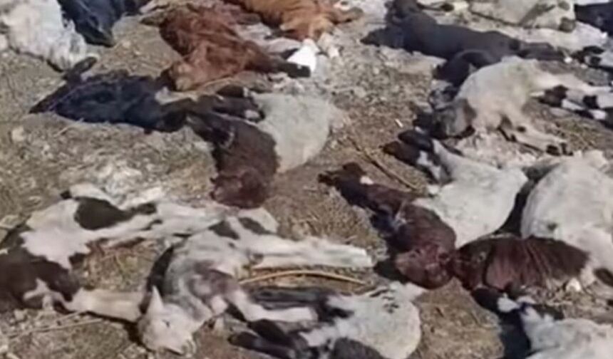 Ahırda çıkan yangında 67 küçükbaş ile 1 inek öldü