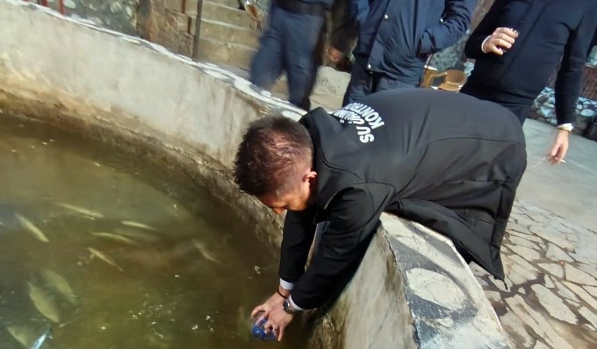 Derede ve balık havuzlarında toplu balık ölümlerine inceleme