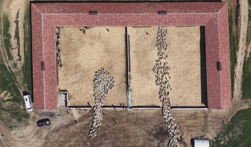 Kuzuların anneleri ile buluşması dron kamerasında