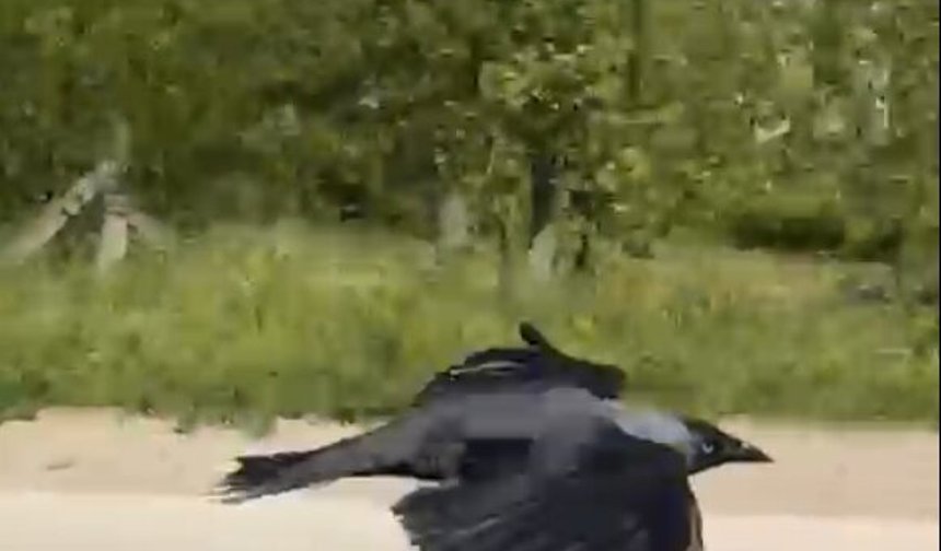 Okşayıp sevdiği karga peşini bırakmadı