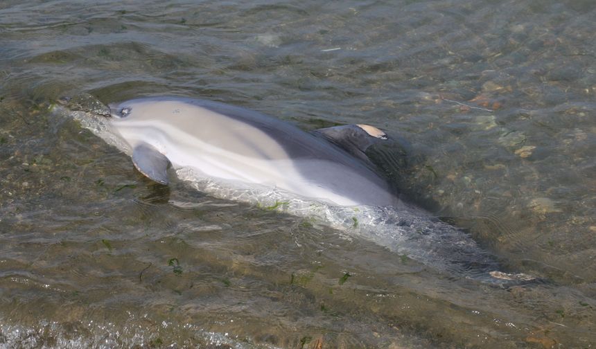 Trabzon'da ölü yunus sahile vurdu