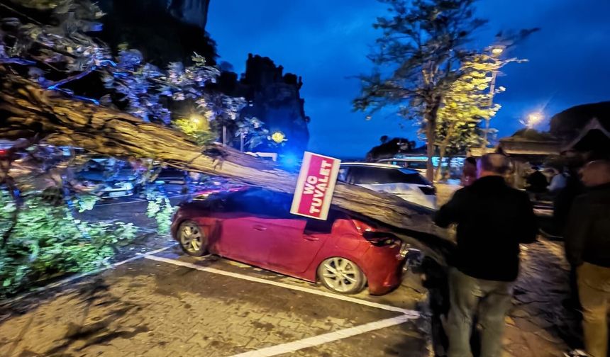 Bartın'da fırtına; ağaçlar devrildi, araçlar zarar gördü