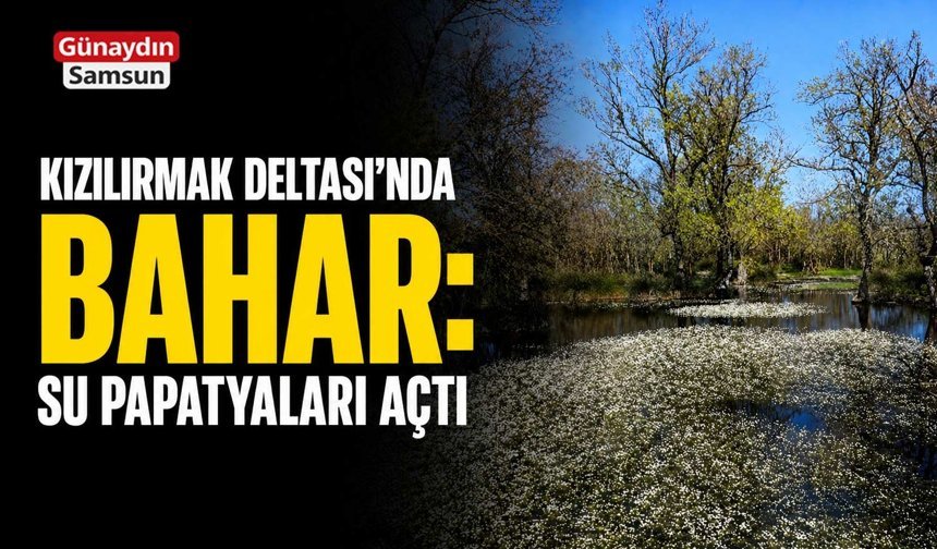 Kızılırmak Deltası’nda Bahar: Su Papatyaları Açtı