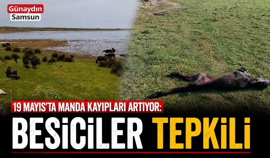 19 Mayıs’ta Manda Kayıpları Artıyor: Besiciler Tepkili