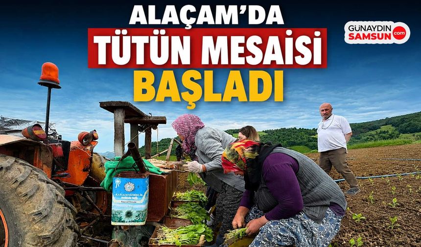 Alaçam’da Tütün Mesaisi Başladı