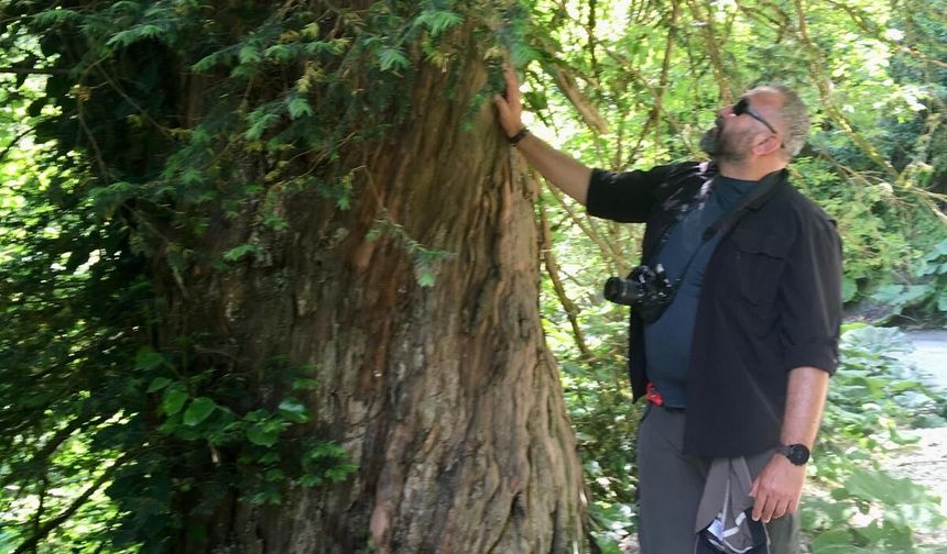 Prof. Dr. Aksoy: Karadeniz'in binlerce yıllık porsuk ağaçları tehlike altında