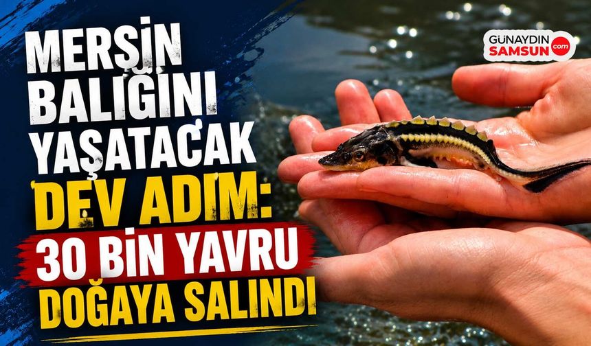 Yeşilırmak'a 30 Bin Mersin Balığı Yavrusu Bırakıldı