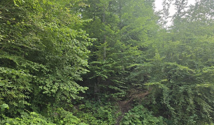 Ordu'da kaybolan kişiden 4'üncü günde de iz yok