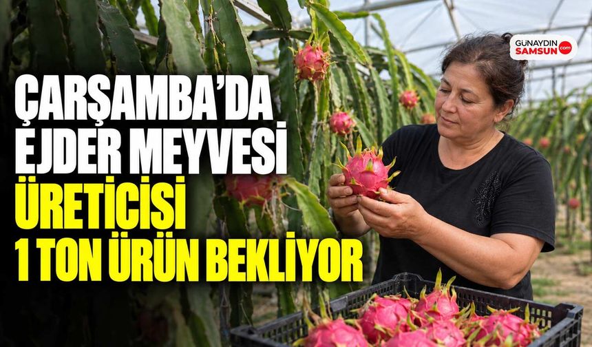 Çarşamba’da Ejder Meyvesi Üreticisi 1 Ton Ürün Bekliyor
